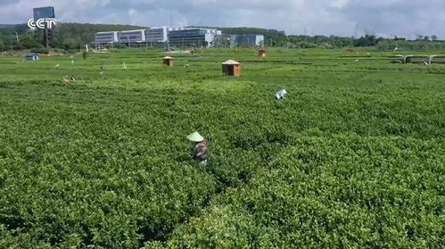 廣西橫州 品牌引領，茉莉花農踏上致富路