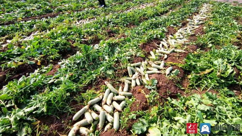 家家悅集團采購170余噸滯銷蘿卜助農(nóng)解困 彰顯企業(yè)社會責(zé)任與供應(yīng)鏈擔(dān)當(dāng)