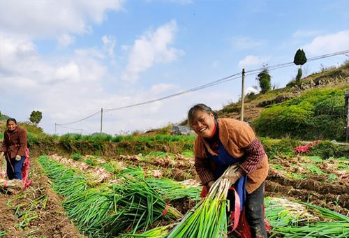 蔥郁龍坪，綠意滿“林”助農(nóng)增收